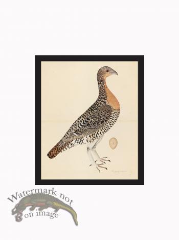 Rudbeck CFA_BF 28 CAPERCAILLIE